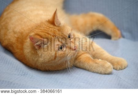 Domestic Red Cat Lies On A Gray Background