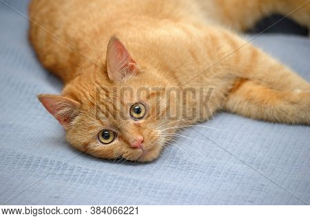 Domestic Red Cat Lies On A Gray Background