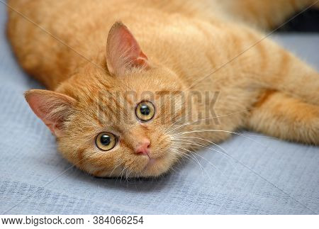 Domestic Red Cat Lies On A Gray Background