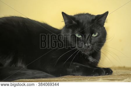 Beautiful Brutal Black Shorthair Cat Close Up
