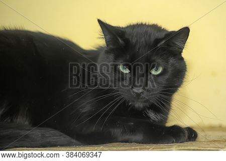 Black With Green Eyes Domestic Cat Lies