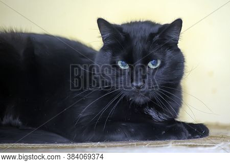 Beautiful Brutal Black Shorthair Cat Close Up