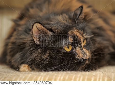 Plump Tortie Cat Lies