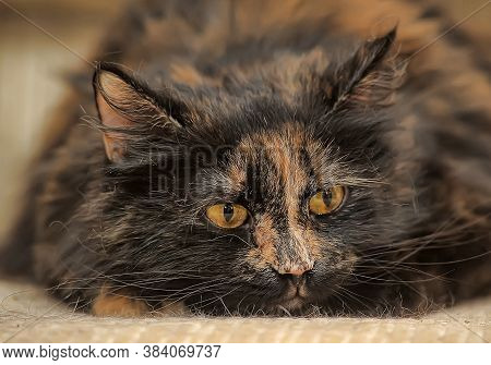 Plump Tortie Cat Lies