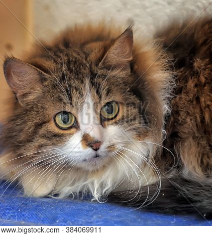 Brown With White Furry Siberian Cat Close Up