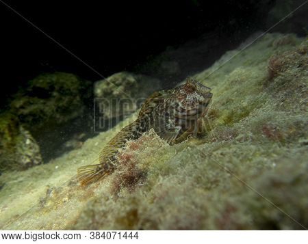 A Side View Of A Blennidae Fish (parablennius Pilicornis)
