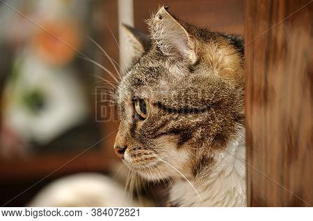 Beautiful European Shorthair Cat Portrait Close Up
