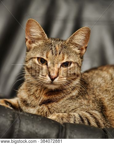 Beautiful European Shorthair Cat Portrait Close Up