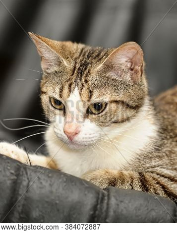 Beautiful European Shorthair Cat Portrait Close Up