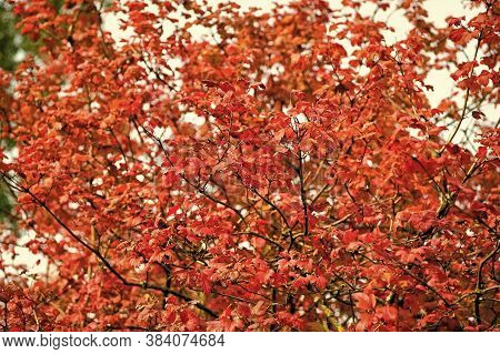 Colorful Season. Beautiful Autumn Background. Autumn Leaves Backdrop. Fall Season Advertisement. Nat