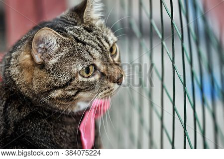 Cat Show Distribution Of Animals From The Shelter