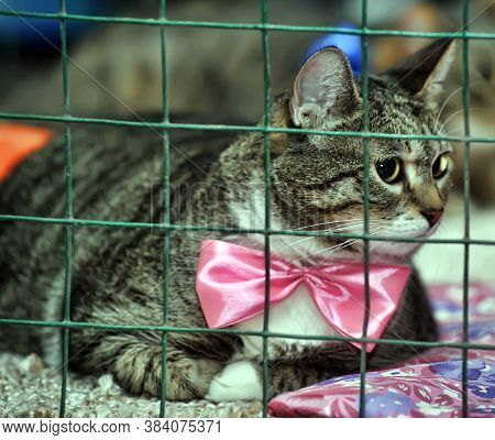 Cat Show Distribution Of Animals From The Shelter
