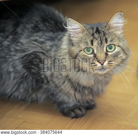 Luffy Brown Cat Looking At The Camera