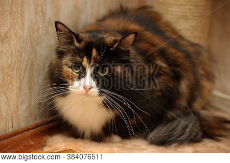Beautiful Fluffy Fat Three -colored Cat  Close Up