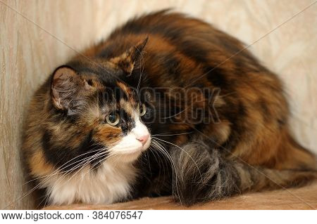 Beautiful Fluffy Fat Three-colored Cat