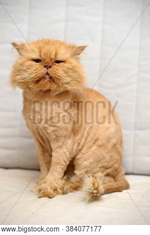 Sheared Red Persian Cat Close Up Indoor Portrait