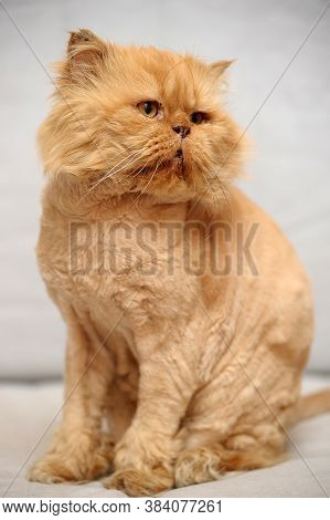 Sheared Red Persian Cat Indoor Close Up