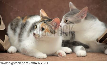 Two European Shorthair Cats Together Close Up