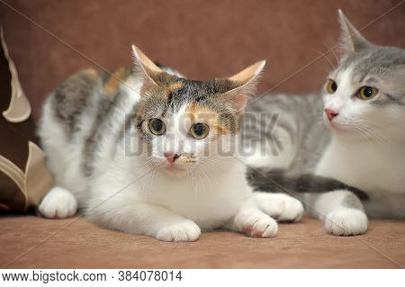 Two European Shorthair Cats Together  Close Up
