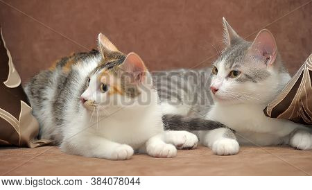 Two European Shorthair Cats Together Close Up