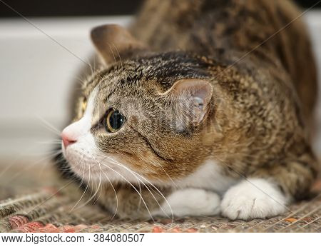 Frightened Tabby Cat