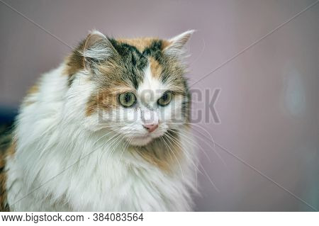 Beautiful Fluffy Fat Tricolor Cat