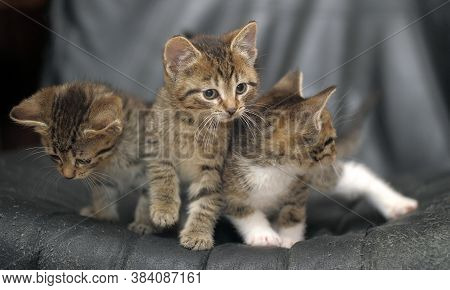 Three Striped Kittens On A Black Background