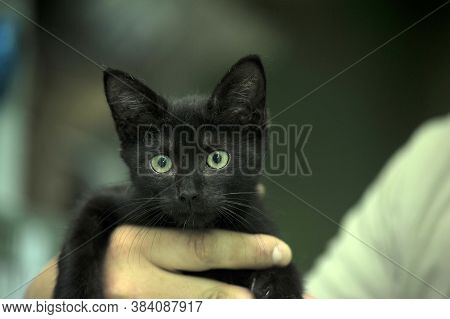 Black Kitty In Hand