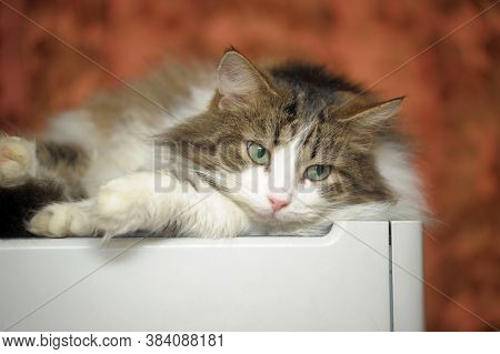Male Cat In A Siberian Cattery  Close Up