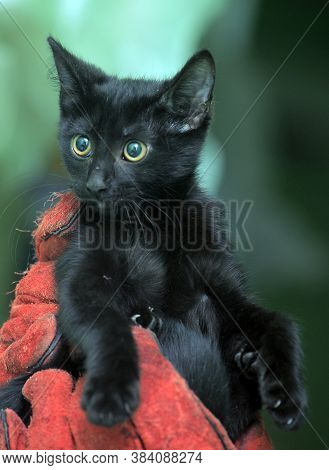 Black Kitty In Hand