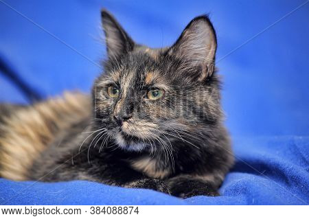 Tortoiseshell Kitten On A Blue Background