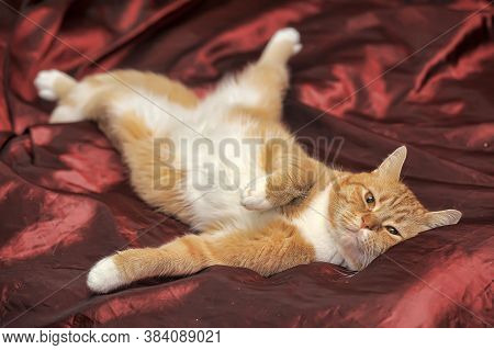 Plump Red Cat Indoor Close Up Photo
