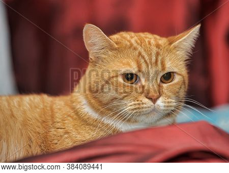Close Up Photo Of Red British Cat With Orange Eyes.
