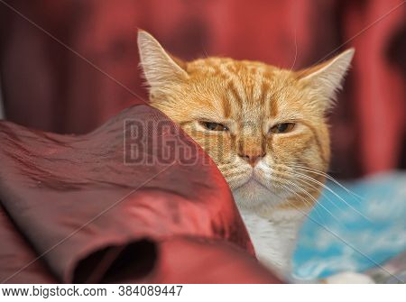 Red Cat Portrait