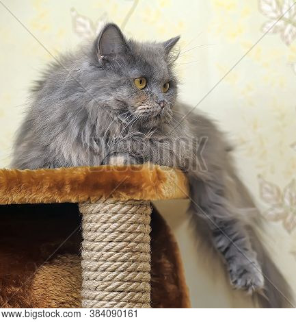 Fluffy Cat In The Cattery