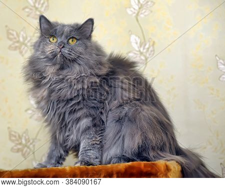 Gray Fluffy Persian Cat