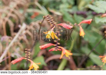 Flowers Of A Montbretia, Crocosmia X Crocosmiiflora