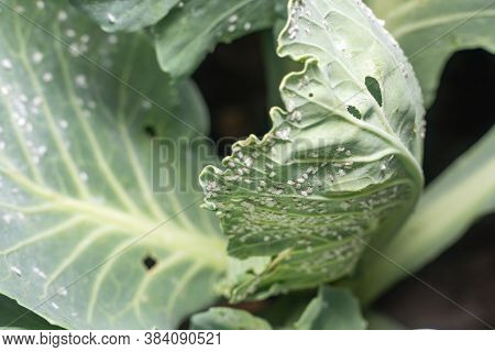 Whitefly Aleyrodes Proletella Agricultural Pest On Cabbage Leaf