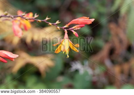 Flowers Of A Montbretia, Crocosmia X Crocosmiiflora