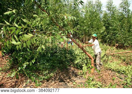 Eunapolis, Bahia / Brazil - April 8, 2009: Members Of Movimento Sente Terra - Mst - Are Seen Cutting