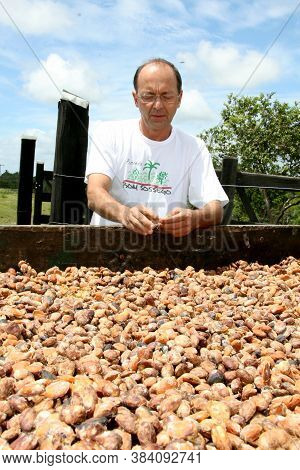 Porto Seguro, Bahia / Brazil - January 16, 2008: Cupuacu Seeds In A Farm Where The Fruit Is Planted 
