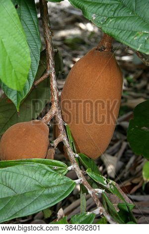 Porto Seguro, Bahia / Brazil - January 16, 2008: Cupuacu Plantation In The City Of Porto Seguro, In 