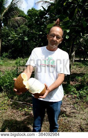 Porto Seguro, Bahia / Brazil - January 16, 2008: Cupuacu Plantation In The City Of Porto Seguro, In 