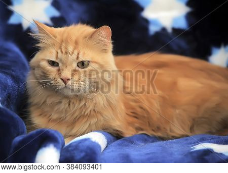 Fluffy Red Cat On A Blue Background