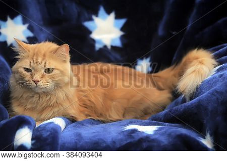 Fluffy Red Cat On A Blue Background