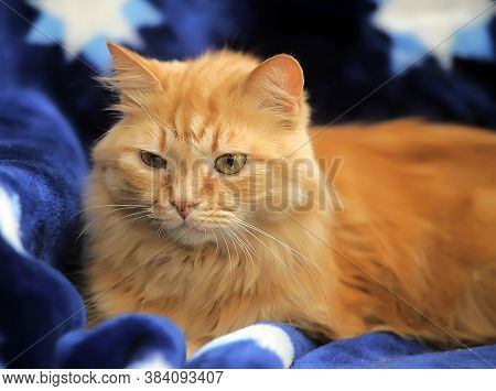 Fluffy Red Cat On A Blue Background