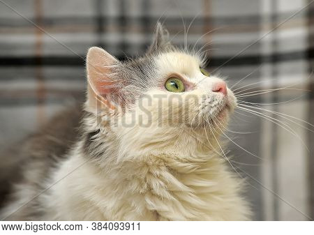 White And Gray Cat