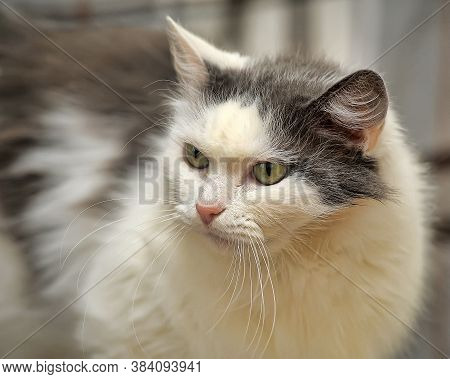 White And Gray Cat