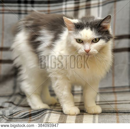 White And Gray Cat