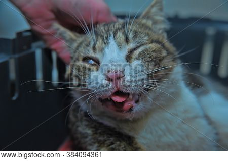 Cat Knocked Down By A Car With A Brain Injury